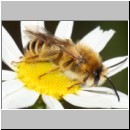 Dasypoda hirtipes - Hosenbiene y m01b 12mm - Sandgrube Niedringhaussee - det.jpg